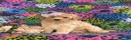 Bichpoo dogs for sale: Ashlan - Ad 2