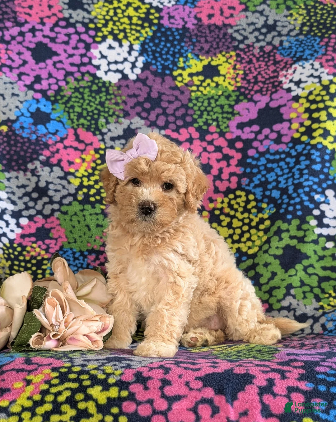 Bichpoo dogs for sale: Ashlan - Ad 2