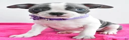 Boston Terrier dogs for sale: Indie - Ad 7