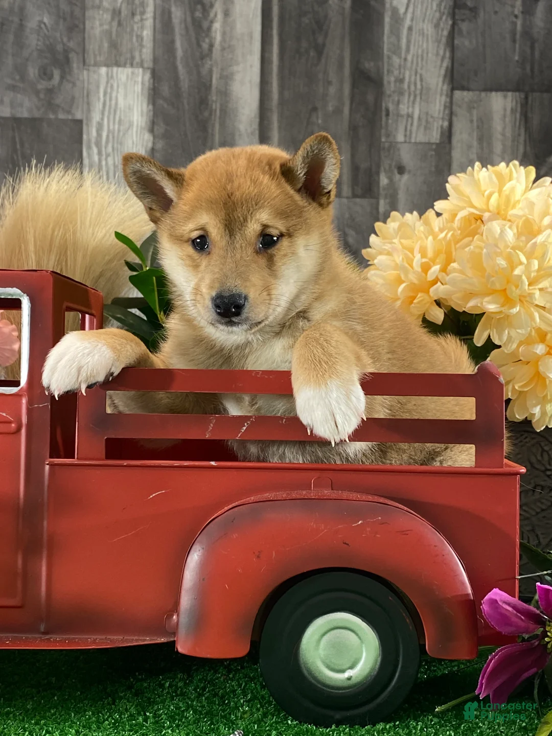 Shiba Inu dogs for sale: Infinity  - Ad 6