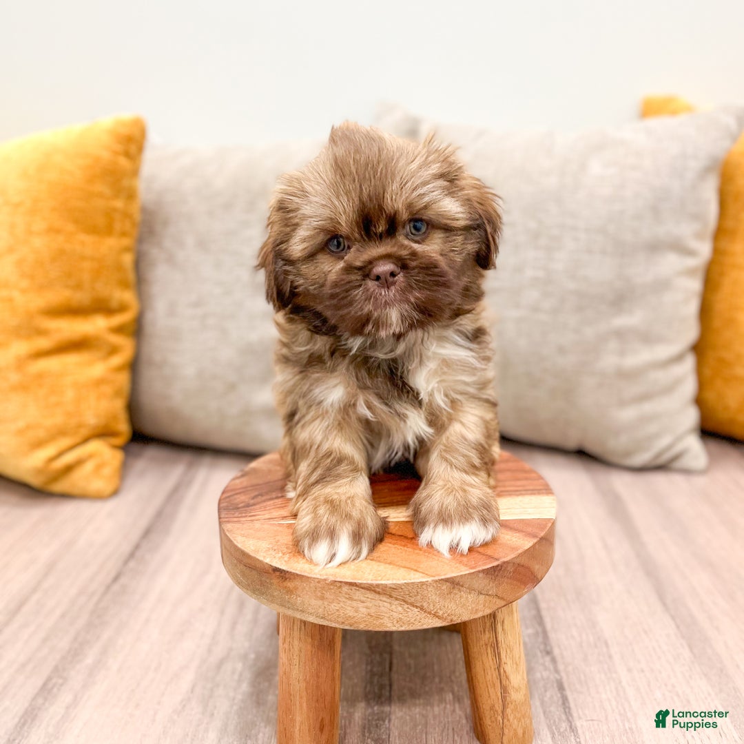 Shih Tzu dogs for sale: Champ - Ad 8