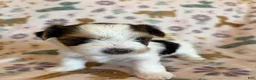 Morkie dogs for sale: Daisy - Ad 2
