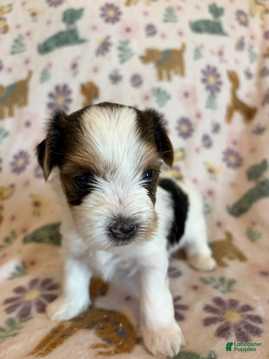 Morkie dogs for sale: Daisy - Ad 2