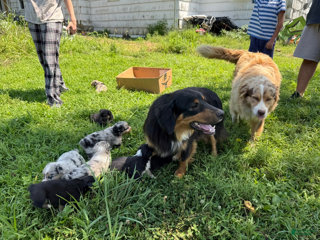 Australian Shepherd dogs for sale: Australian Shepherd Puppy 8 - Ad 10