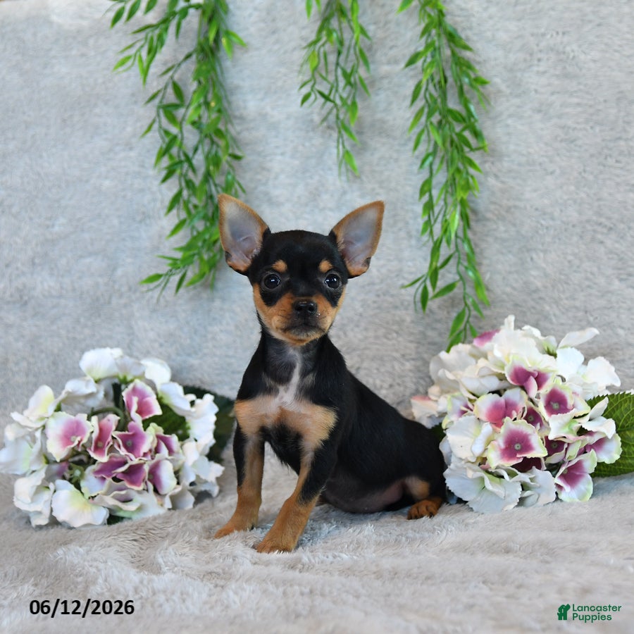 Chorkie dogs Grace - Ad 2
