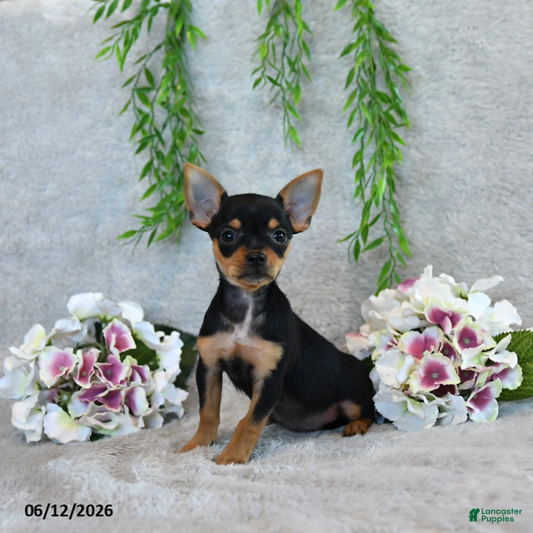 Chorkie dogs for sale: Grace - Ad 2