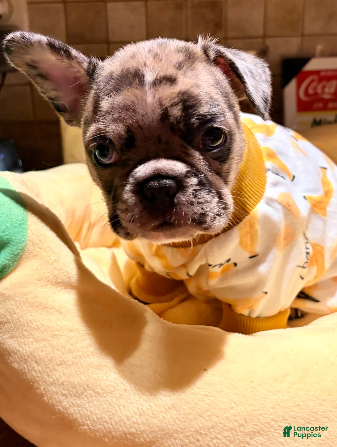 French Bulldog dogs for sale: French Bulldog 1 - Ad 1