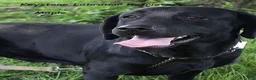 Labrador Retriever dogs for sale: Sadie Champ lines - Ad 3