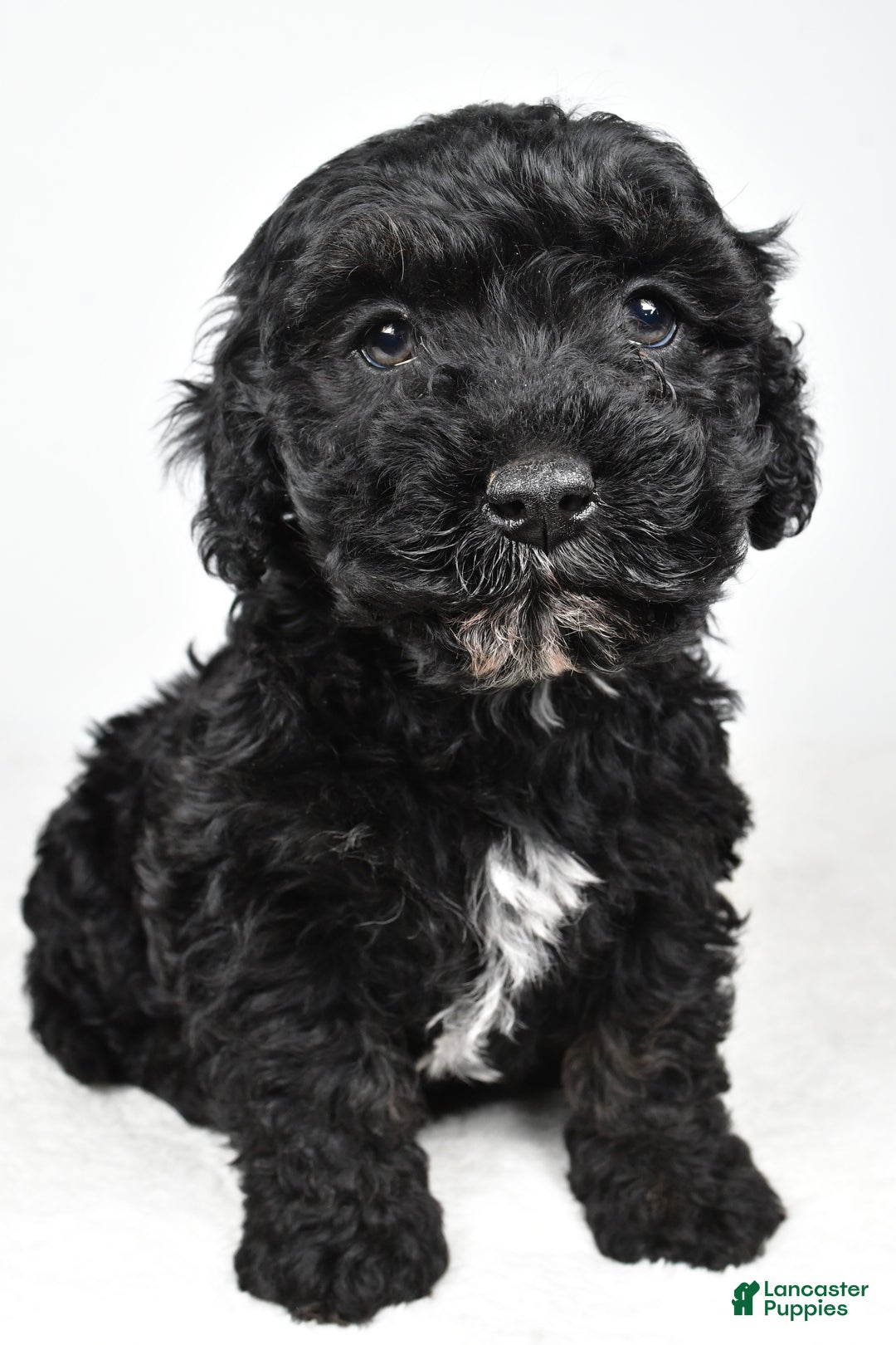 Cockapoo dogs for sale: Baker - Ad 2