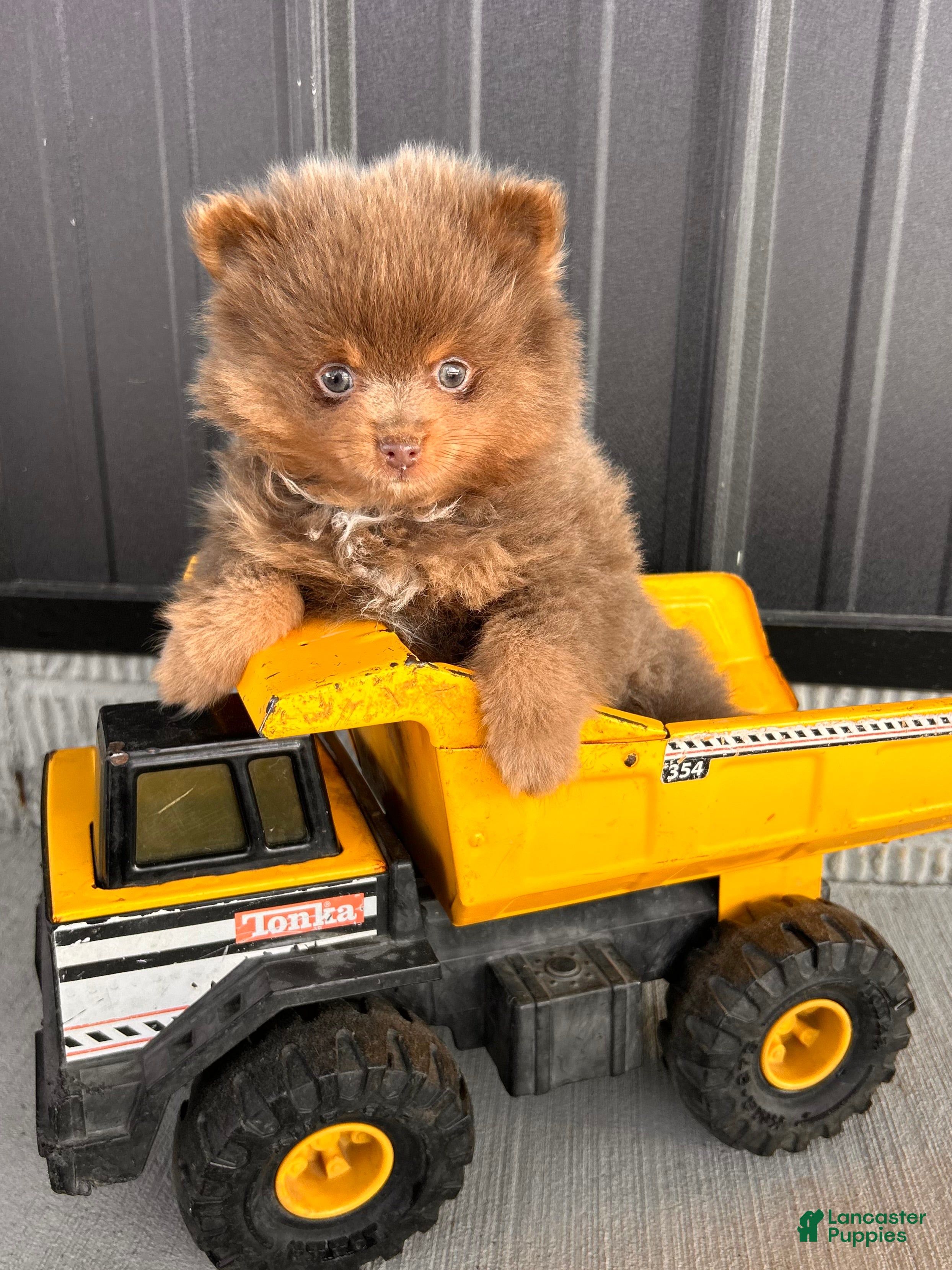 Pomeranian dogs Teddy - Ad 10