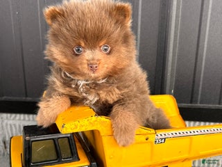 Pomeranian dogs Teddy - Ad 10