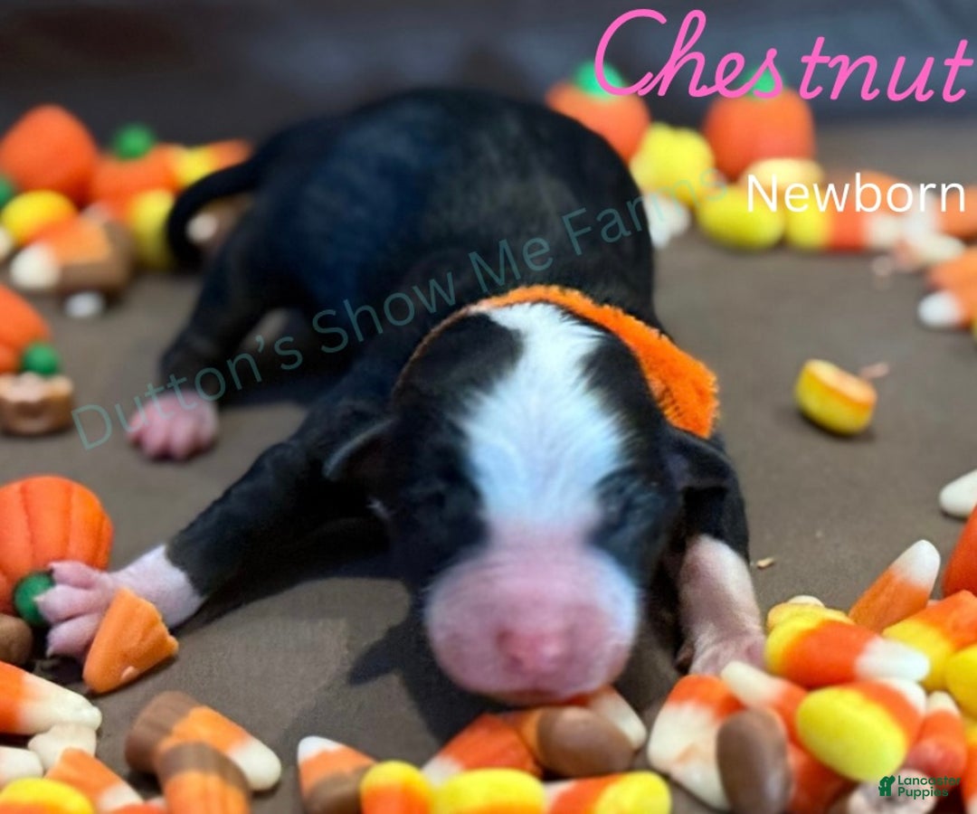 Miniature Australian Shepherd dogs for sale: Miniature Australian Shepherd Puppy 4 - Ad 1