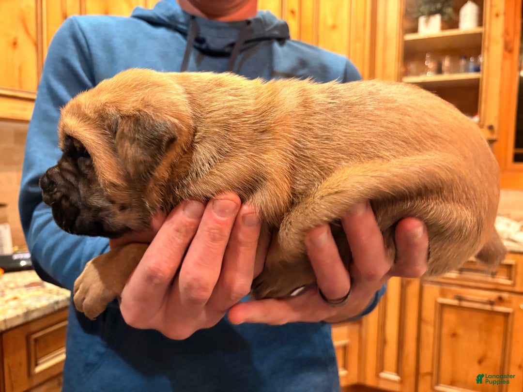 Cane Corso dogs for sale: Pink girl - Ad 3