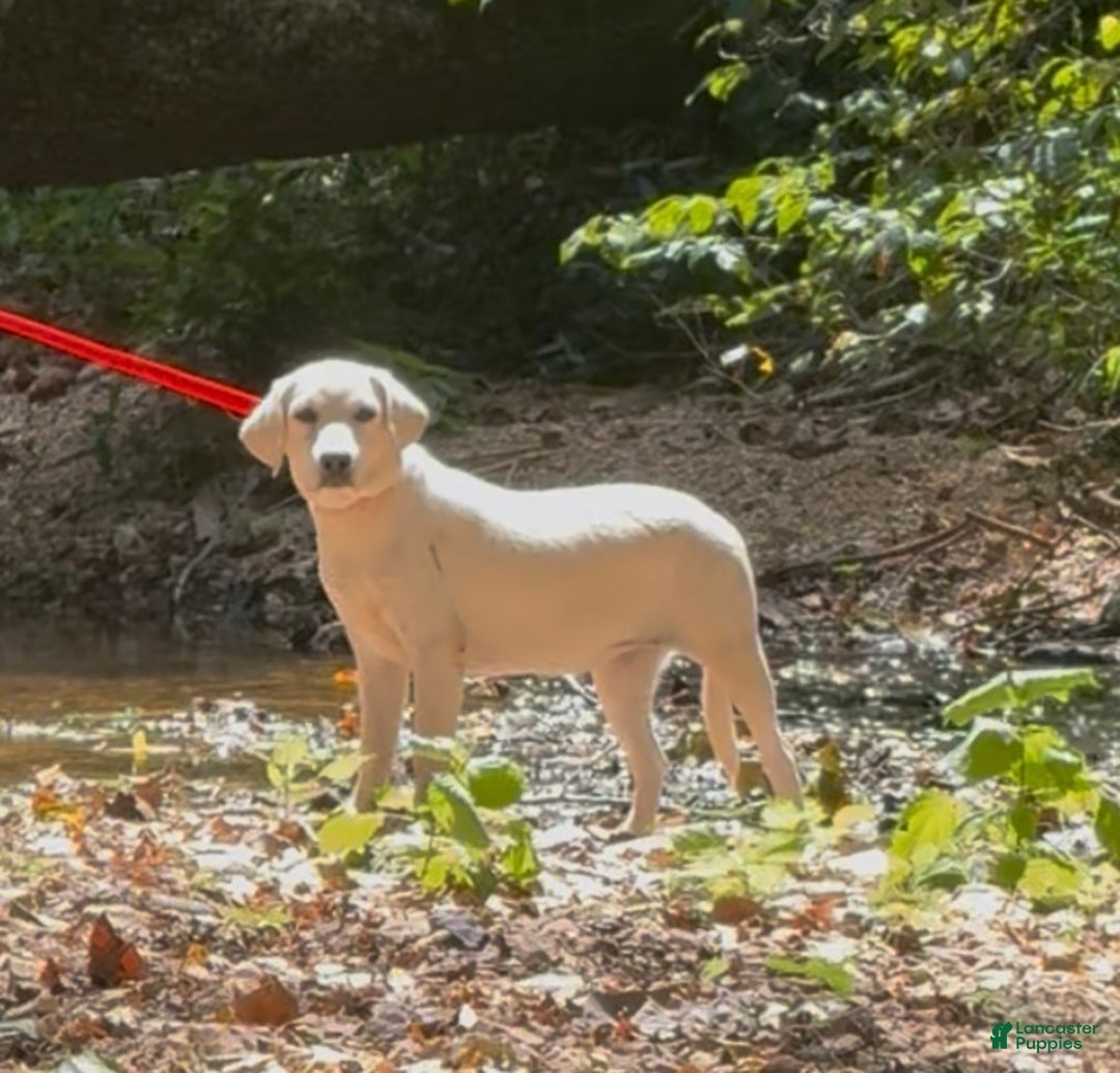 Labrador Retriever dogs for sale: Labrador Retriever Jackie - Ad 5