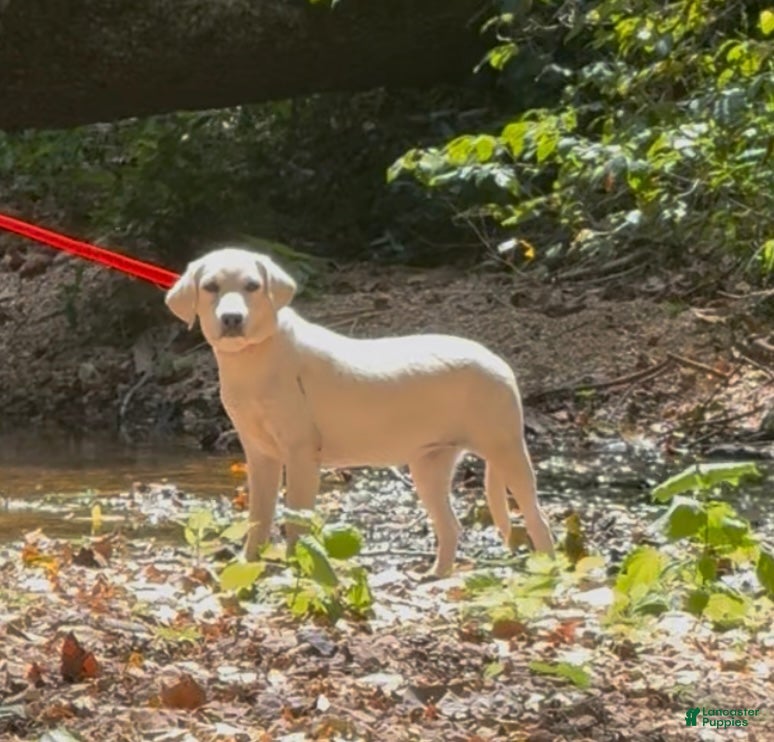 Labrador Retriever dogs for sale: Labrador Retriever Jackie - Ad 5