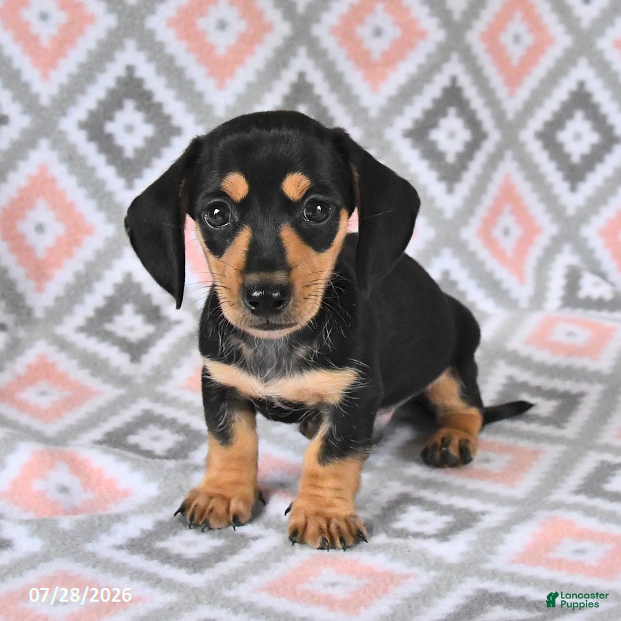 Dachshund dogs Percy - Ad 1