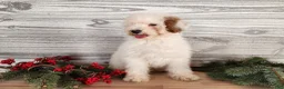 Mini Bernedoodle dogs for sale: Rudolph - Ad 3