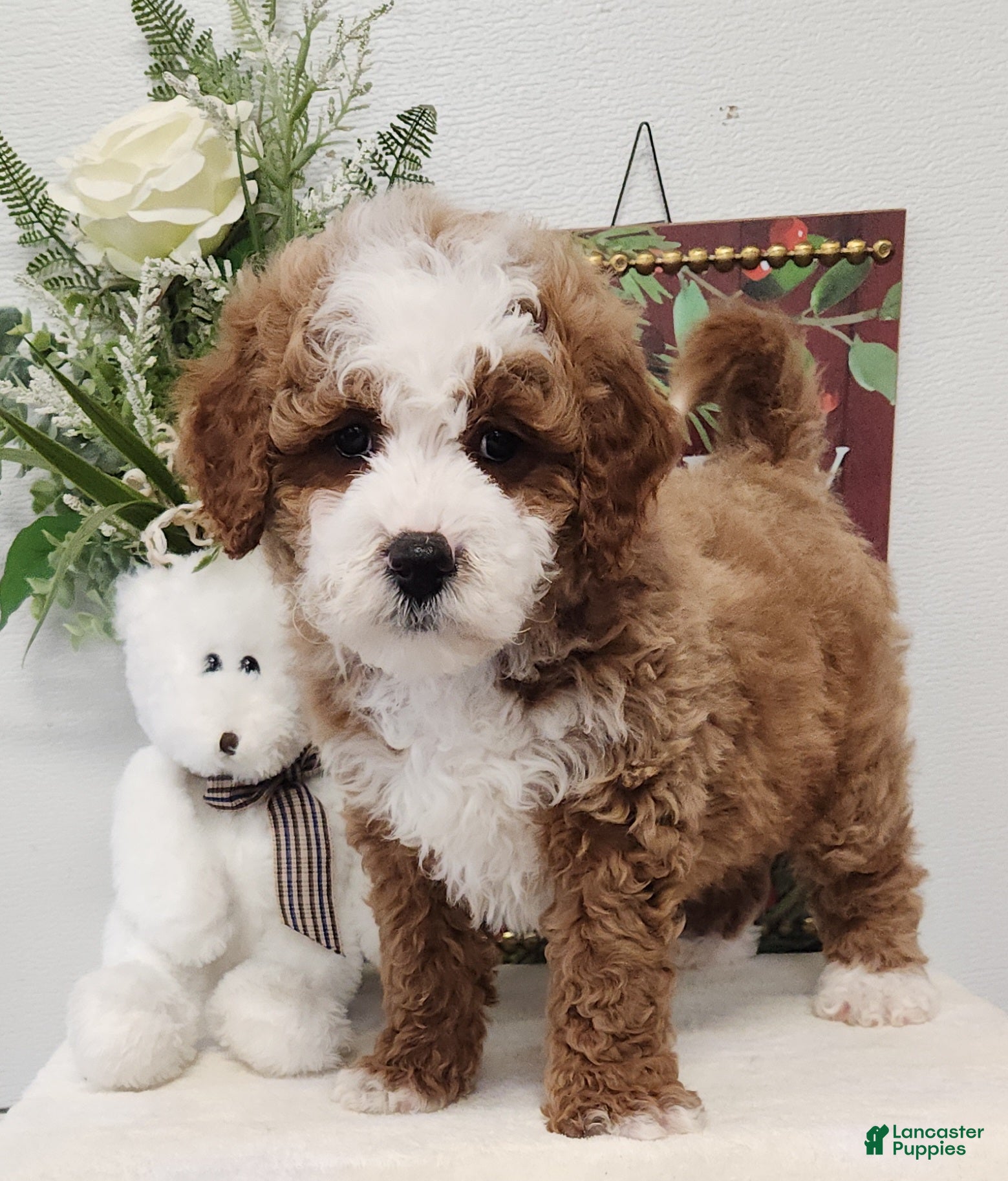Mini Goldendoodle dogs Ford Mini Goldendoodle Puppy 4 - Ad 16
