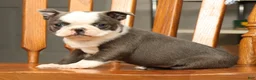 Boston Terrier dogs for sale: Bingo - Ad 7