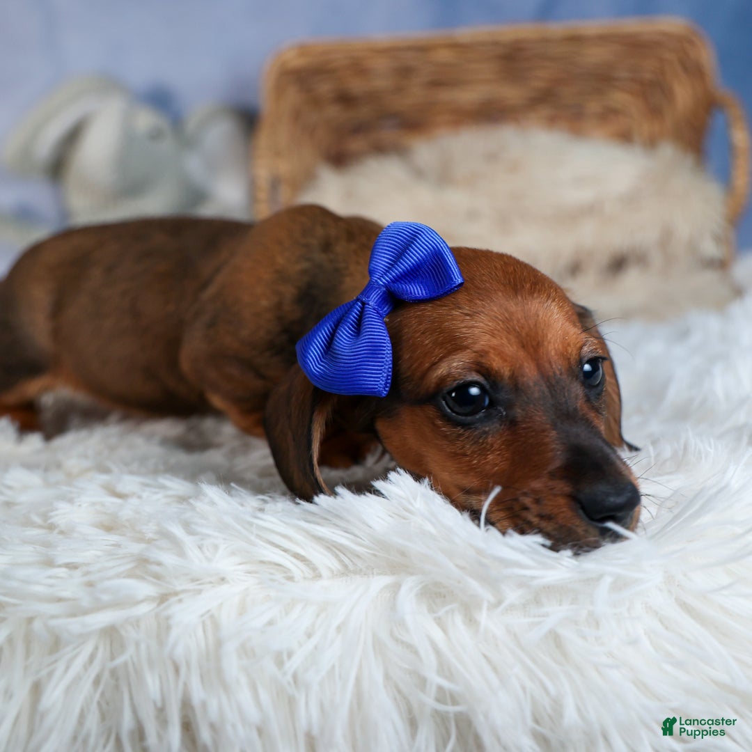 Miniature Dachshund dogs for sale: Cody - Ad 9