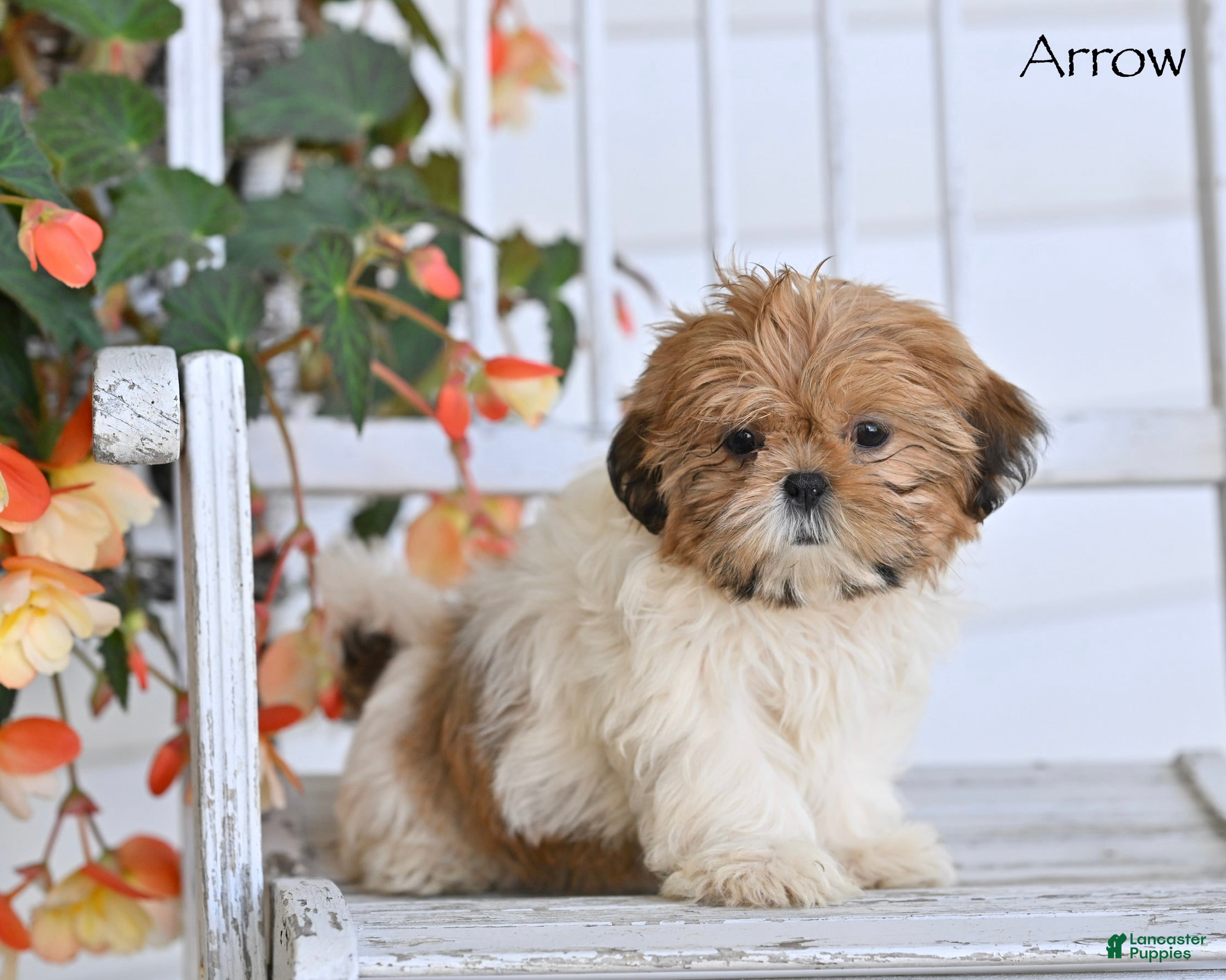 Shih Tzu dogs Arrow - Ad 2