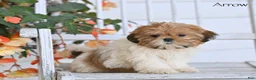 Shih Tzu dogs for sale: Arrow - Ad 2
