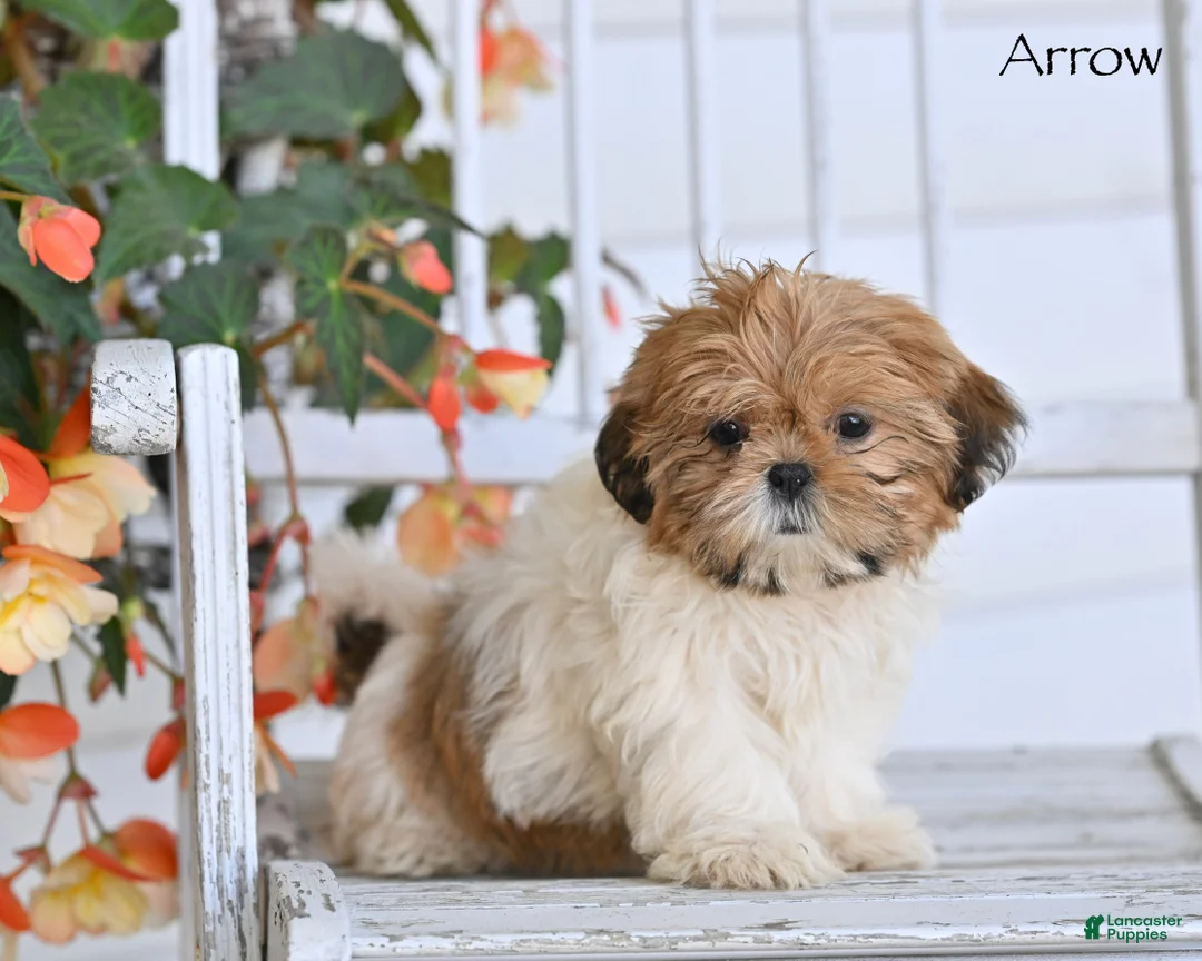 Shih Tzu dogs for sale: Arrow - Ad 2