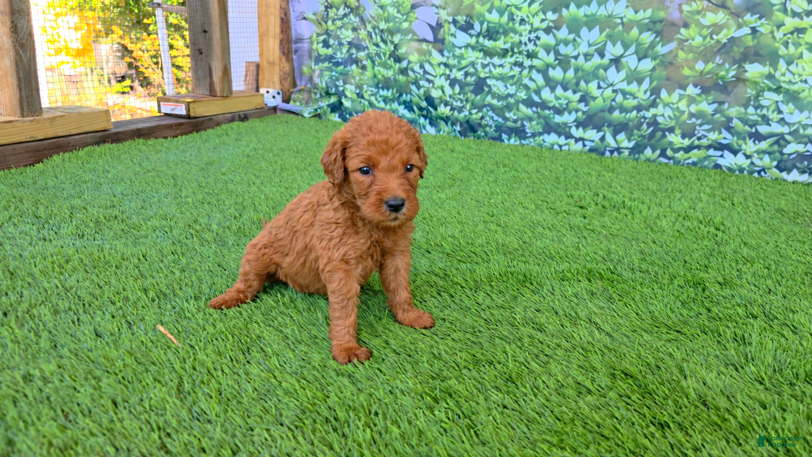Goldendoodle dogs  Louie - Ad 29