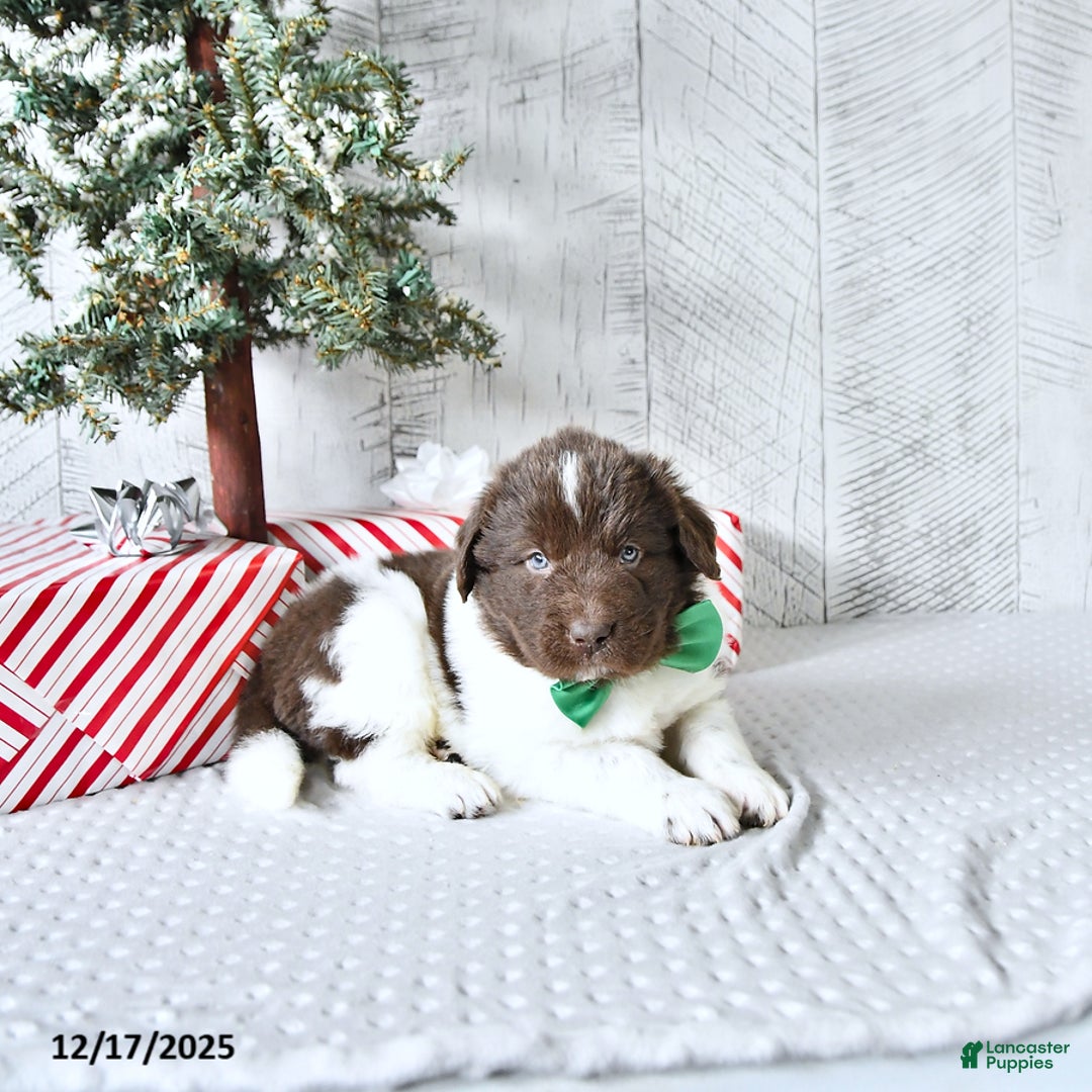 Newfoundland dogs for sale: Gunner  - Ad 3