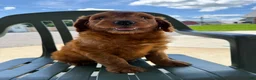 Goldendoodle dogs for sale: Goldie - Ad 7