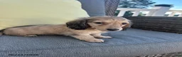 Miniature Dachshund dogs for sale: Joey - Ad 3