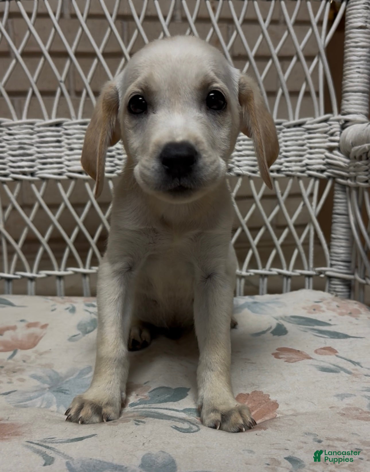 Labrador Retriever dogs for sale: Labrador Retriever Jackie - Ad 62