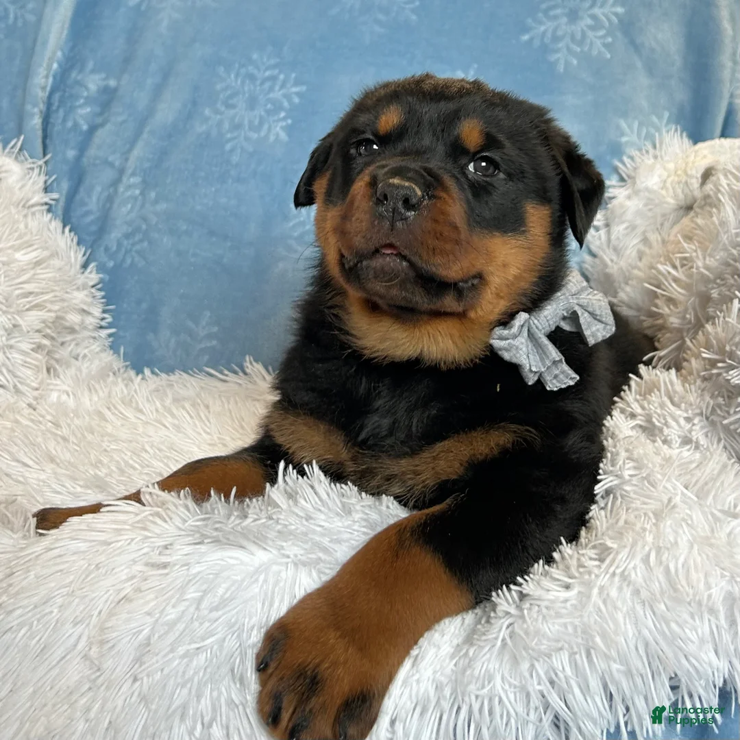 Rottweiler dogs for sale: Skye - Ad 4