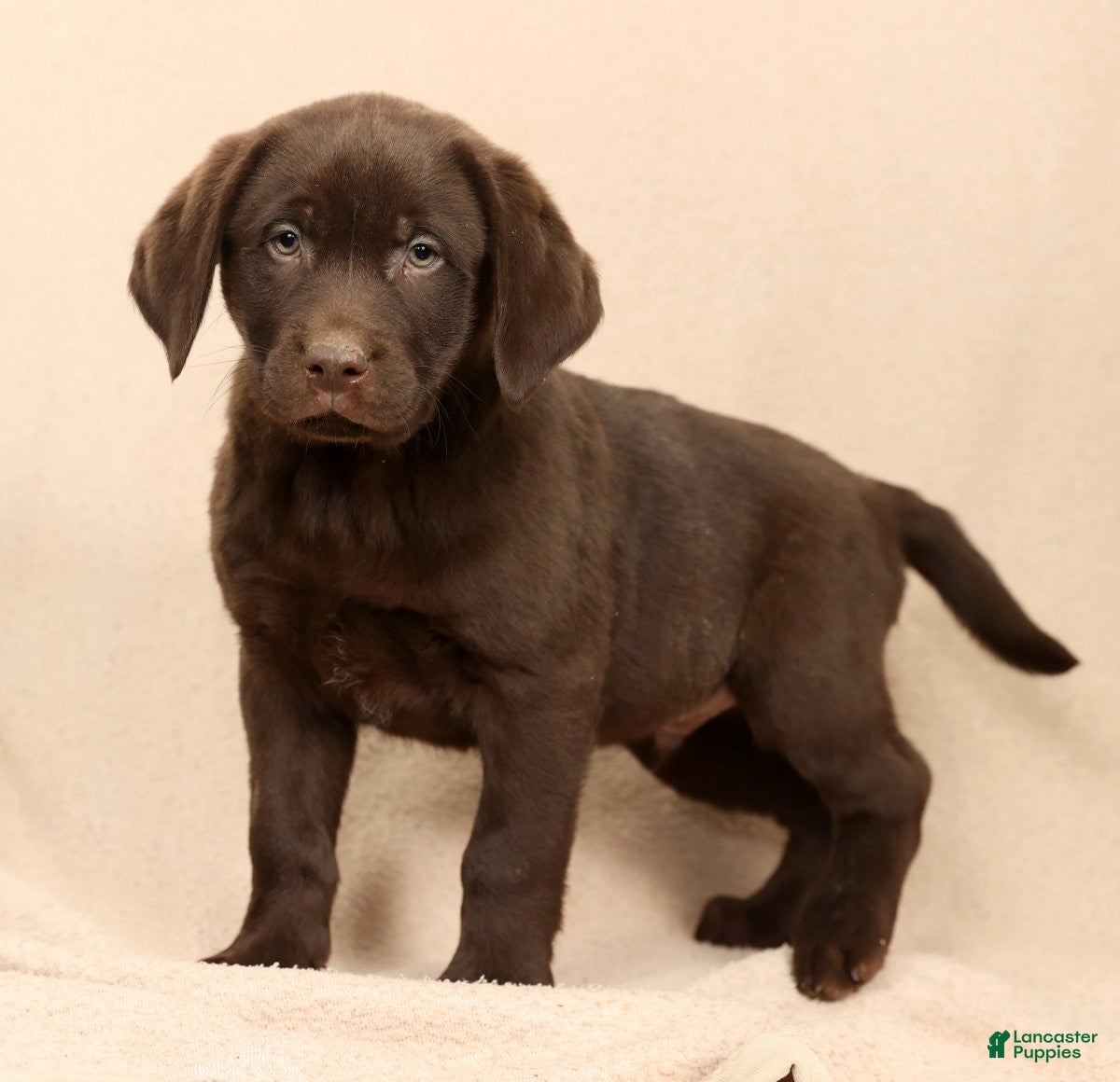 Labrador Retriever dogs Jax - Ad 1