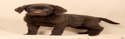 Labrador Retriever dogs for sale: Jax - Ad 1