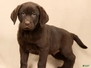 Labrador Retriever dogs Jax - Ad 11