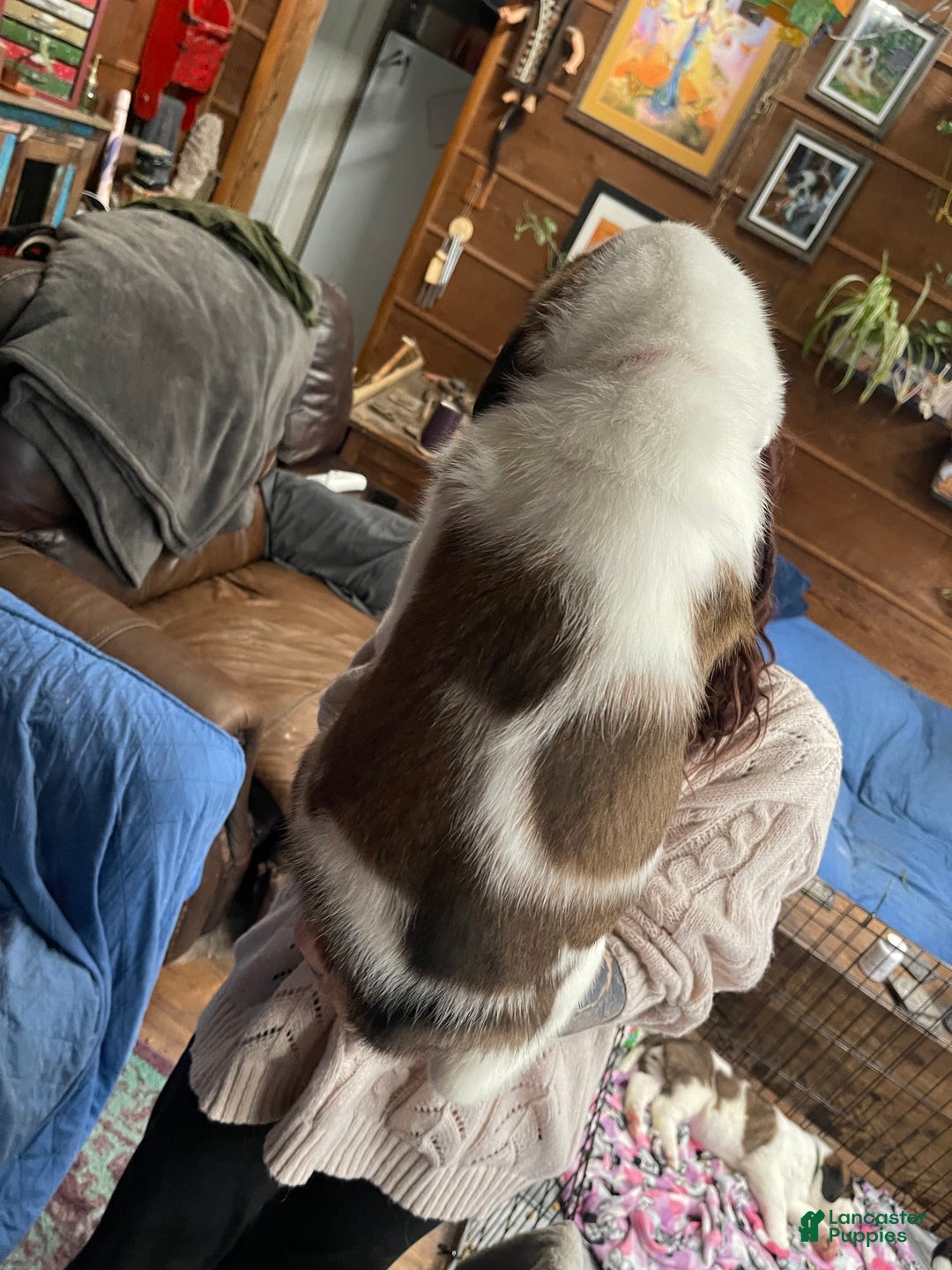 Saint Bernard dogs for sale: Saint Bernard Puppy 3 - Ad 2