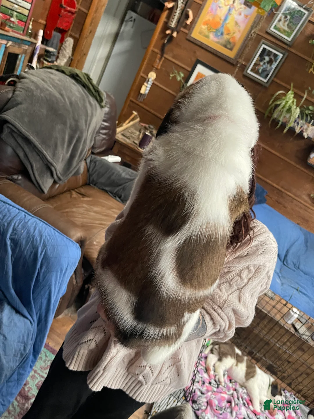 Saint Bernard dogs for sale: Saint Bernard Puppy 3 - Ad 2