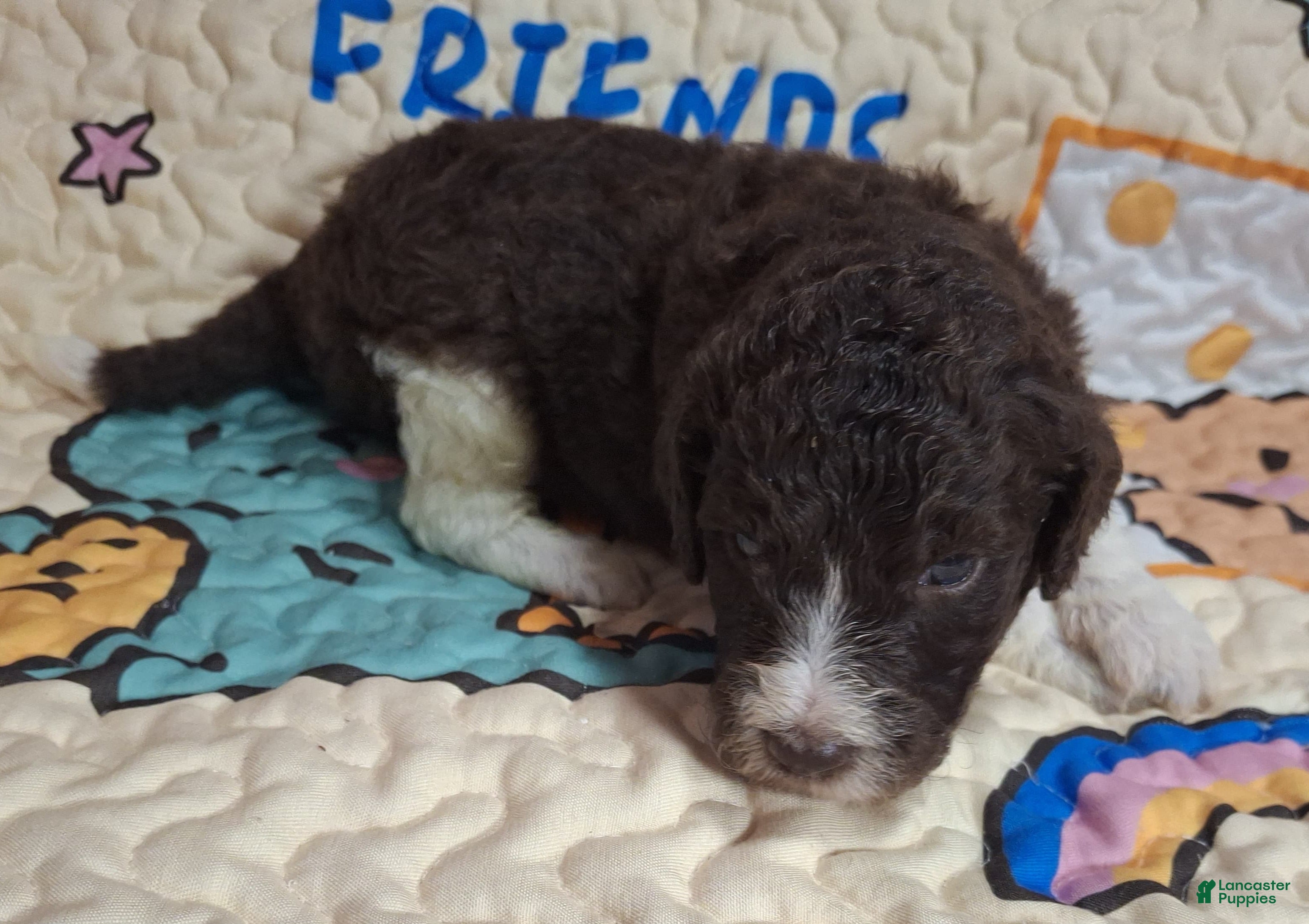 Labradoodle dogs Gomphrena  - Ad 27