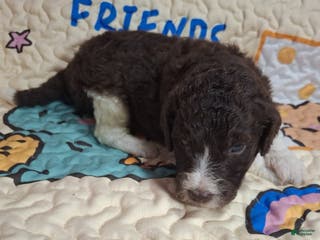 Labradoodle dogs Gomphrena - Ad 4