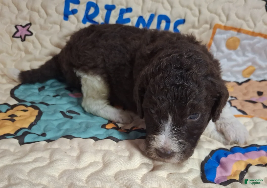 Labradoodle dogs for sale: *REDUCED* Gomphrena  - Ad 3