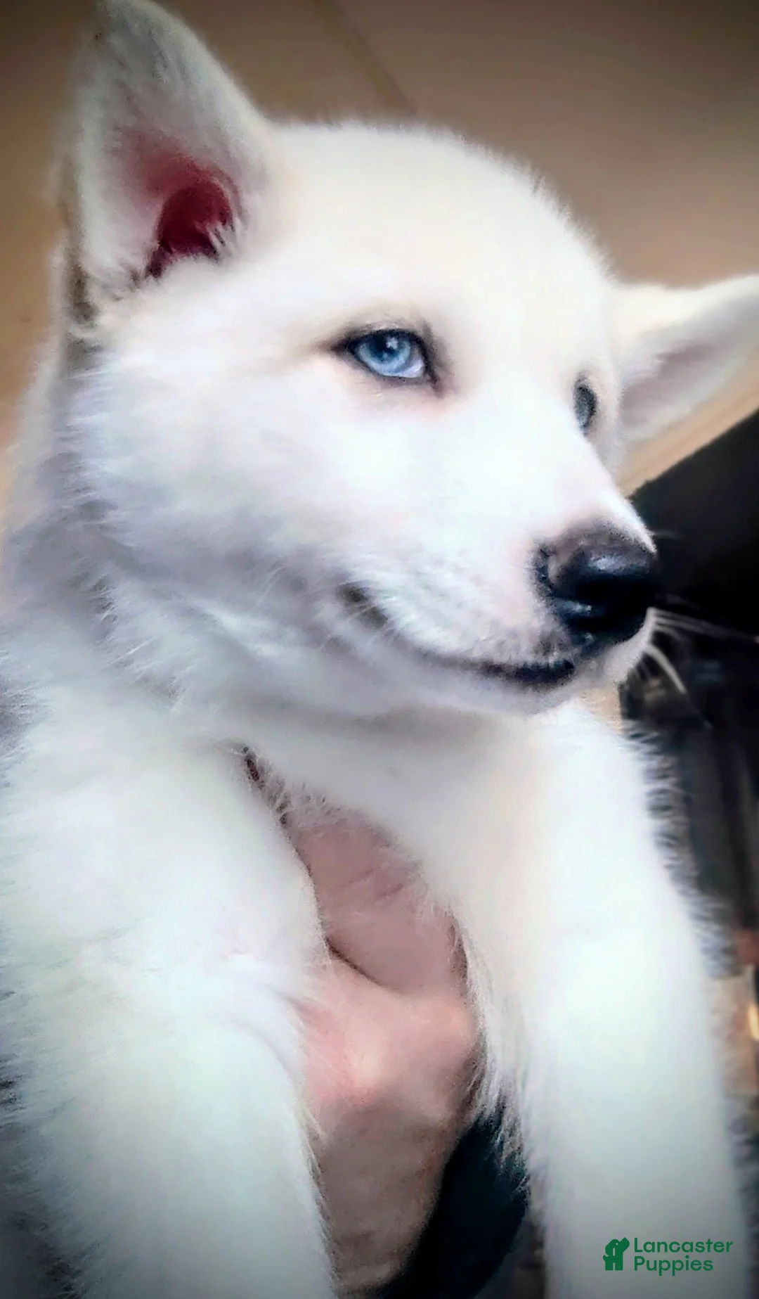 Siberian Husky dogs for sale: 📸✨24 Karat Gold✨ Isabella Siberian Husky With Hetrochromia Eyes✨ 📸 - Ad 2