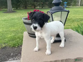 Jack Russell Terrier dogs for sale: Jrtca Daisy - Ad 1