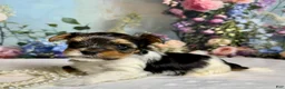 Biewer Terrier dogs for sale: Biewer Terrier Puppy 1 - Ad 3