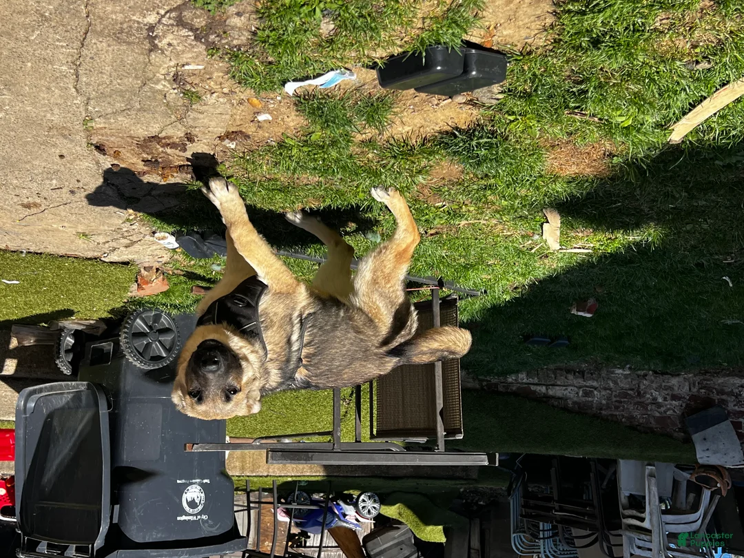 German Shepherd dogs for sale: Mana - Ad 2