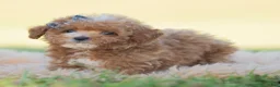 Toy Poodle dogs for sale: Munchkin - Ad 7