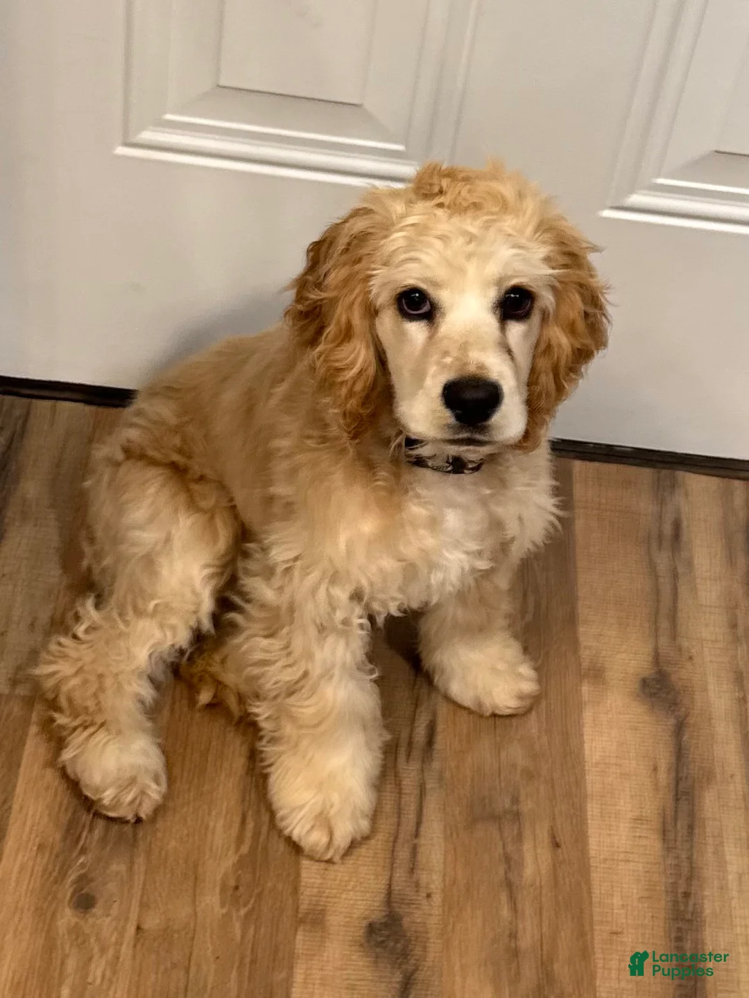 English Cocker Spaniel dogs for sale: English Cocker Spaniel Puppy  - Ad 2