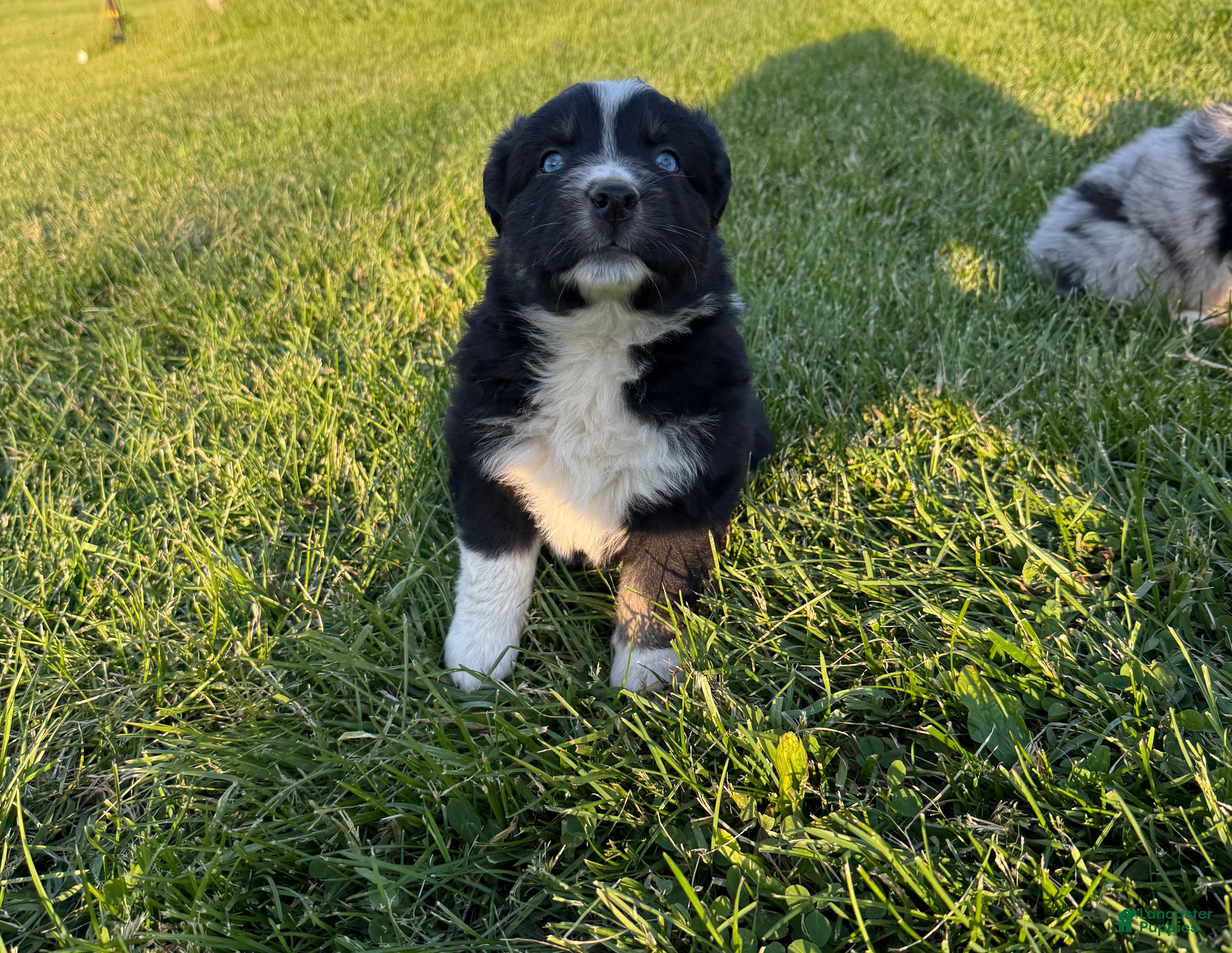 Australian Shepherd dogs Australian Shepherd Puppy 6 - Ad 1