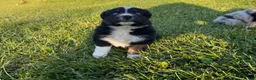 Australian Shepherd dogs for sale: Australian Shepherd Puppy 6 - Ad 1