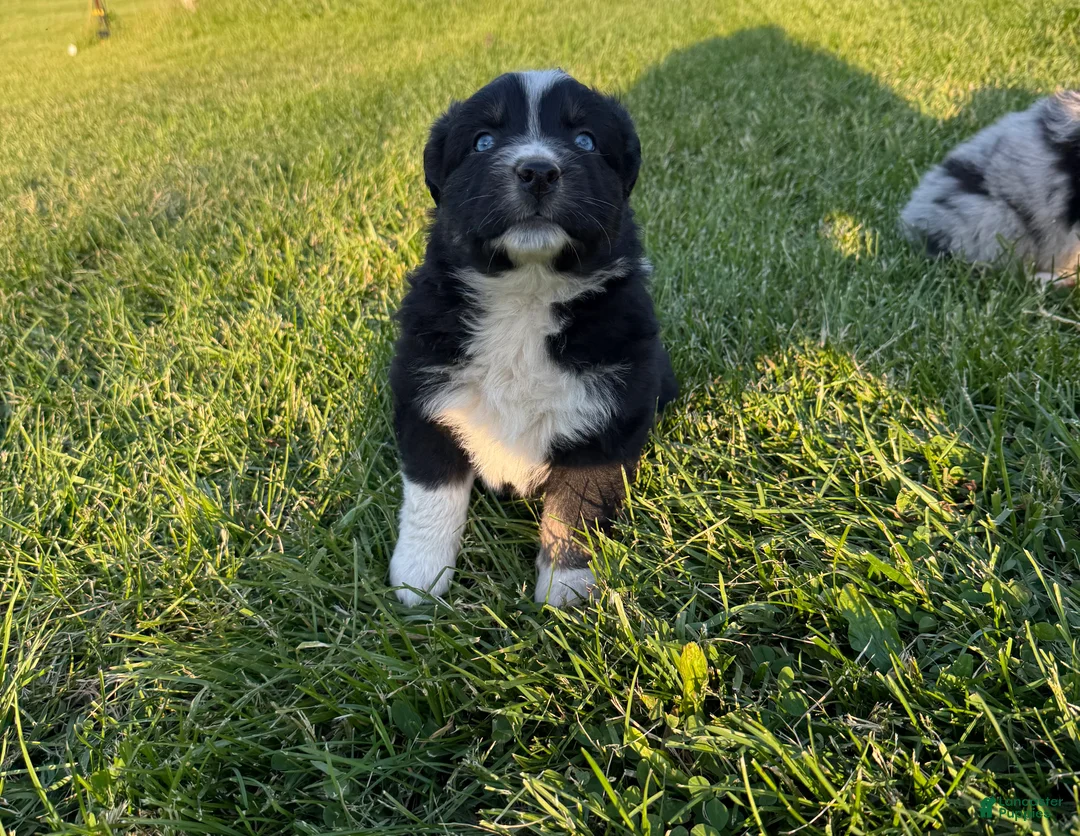 Australian Shepherd dogs for sale: Australian Shepherd Puppy 6 - Ad 1
